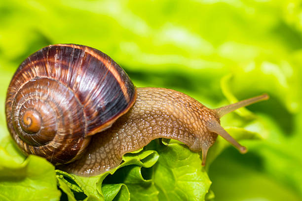 istock Snail [helix pomatia] eating and crawling on lettuce leaf 470290168