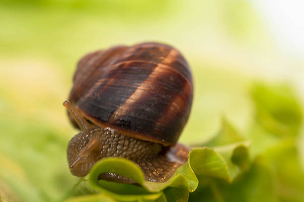 istock Snail [helix pomatia] eating and crawling on lettuce leaf 470290172