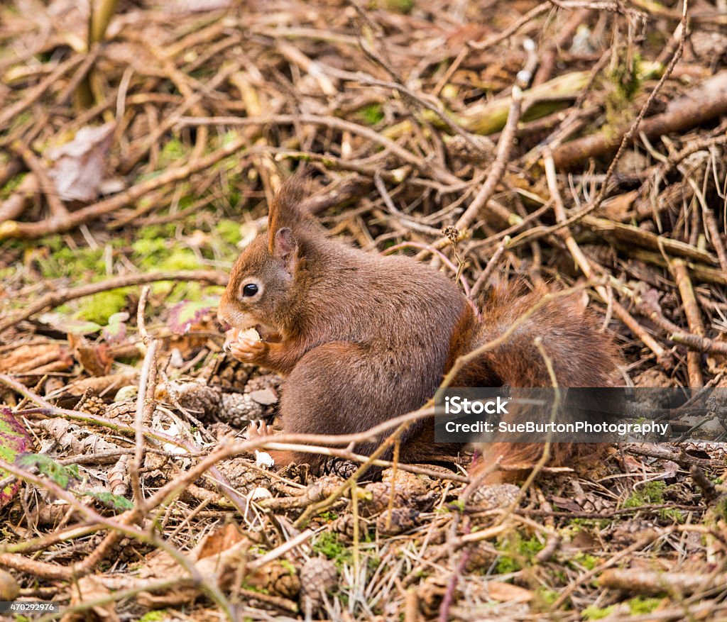 Red Squirrel Rear View Red Squirrels Stock Photo - Download Image Now - 2015, Horizontal ...