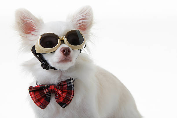 istock Chihuahua bow and dark glasses 470293028