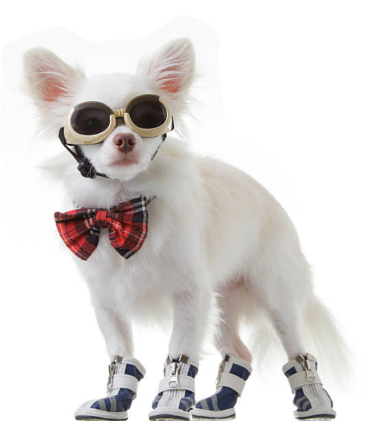 istock Chihuahua bow and dark glasses 470293032