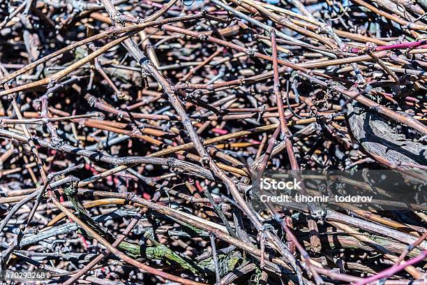 Vine Sticks Stock Photo - Download Image Now - 2015, Braided Hair, Branch - Plant Part