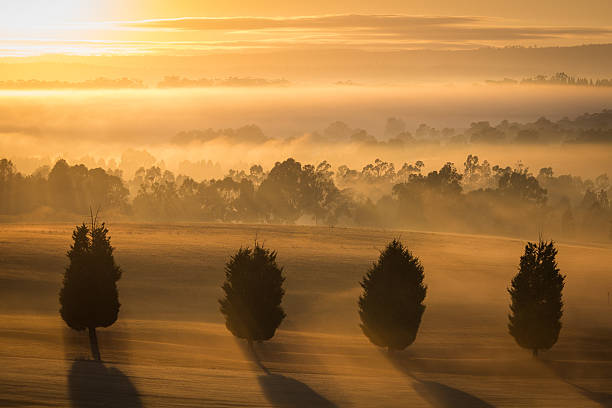 Misty Tree Sunrise stock photo