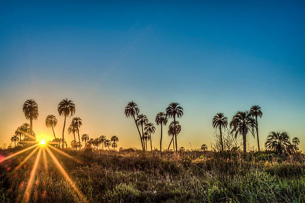 istock Sunrise on El Palmar National Park, Argentina 470294276