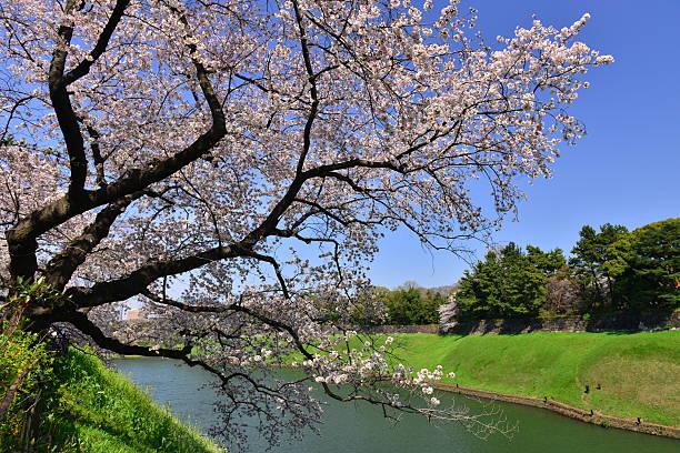istock Cherry Blossom Season in Tokyo 470297094