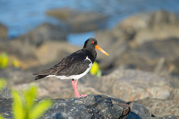 istock Australian Pied Oystercatcher - Cairns, AU 470297260