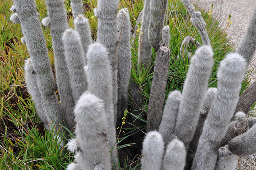 Cactus spiny succulent plant of family Cactaceae