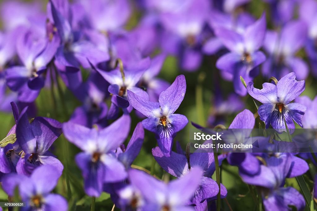 Violett - Lizenzfrei Blau Stock-Foto