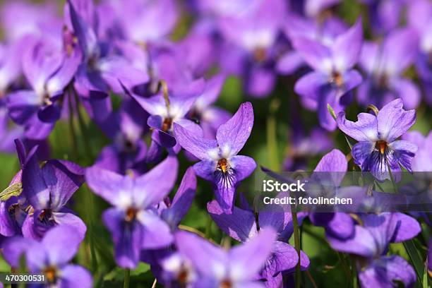 Violett Stockfoto und mehr Bilder von Blau - Blau, Blume, Blüte