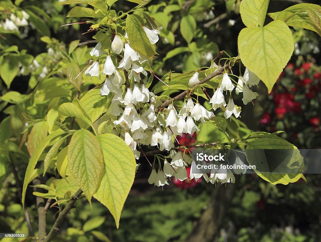 Galanthus bush - Lizenzfrei Blüte Stock-Foto