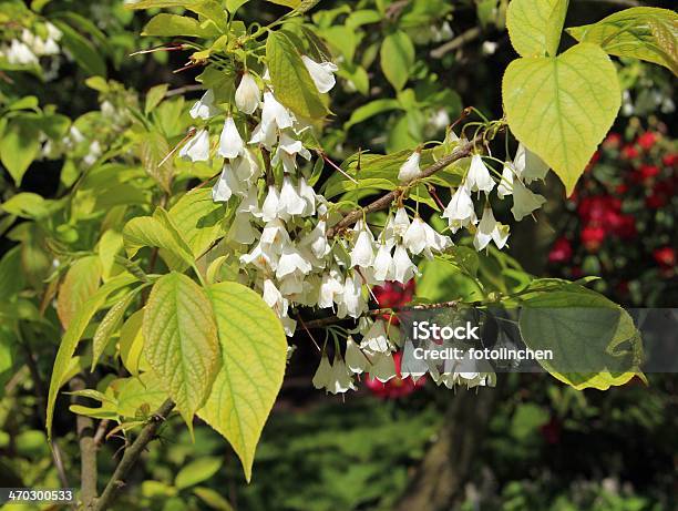 Galanthus Bush Stockfoto und mehr Bilder von Blüte - Blüte, Fotografie, Grün