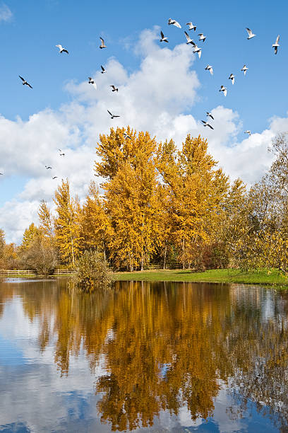 Fall Colors, Clouds and Western Gulls, Reflected in a Pond Cottonwood trees in the Pacific Northwest often shed their foliage in the fall without turning color. This tree held its leaves well into November one year, giving them a chance to turn color the weather cooled off. This scene with the gold leaves reflected in a pond was photographed in Edgewood, Washington State, USA. The gulls circling overhead were an added bonus. jeff goulden puyallup washington stock pictures, royalty-free photos & images