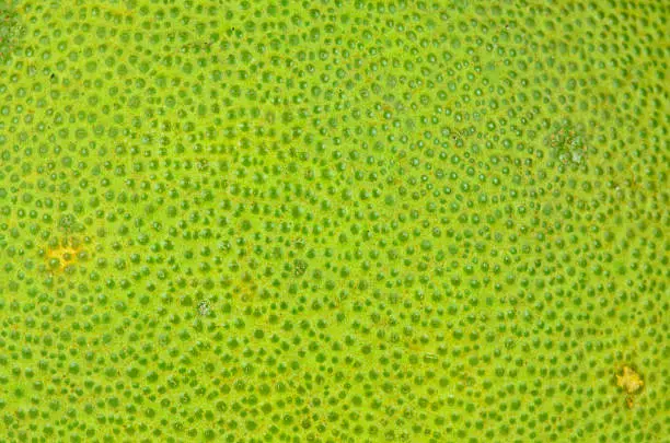 Surface of Green Pomelo Texture.