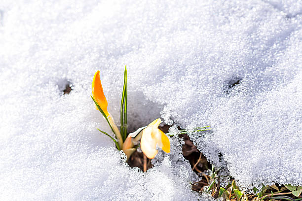 croco macro na neve - single flower flower crocus bud imagens e fotografias de stock