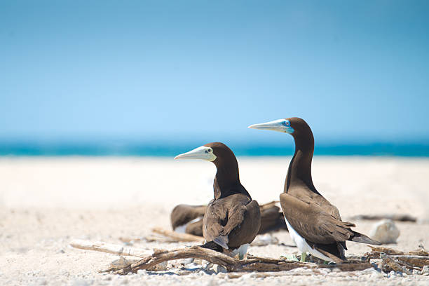 Brown Booby, a sea bird nesting around the Great Barrier Reefs, Queensland, Australia
