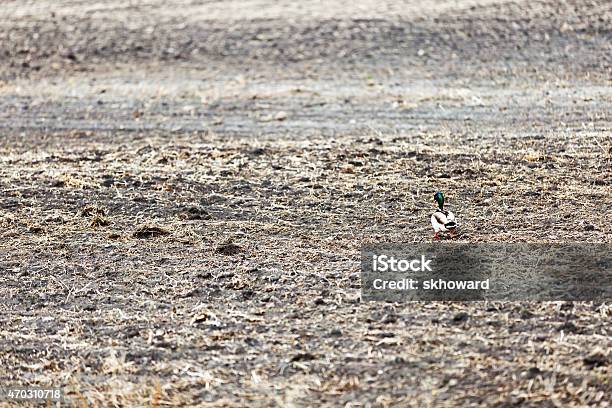 Mallard In A Plowed Field Stock Photo - Download Image Now - 2015, Agricultural Field, Animal Wildlife