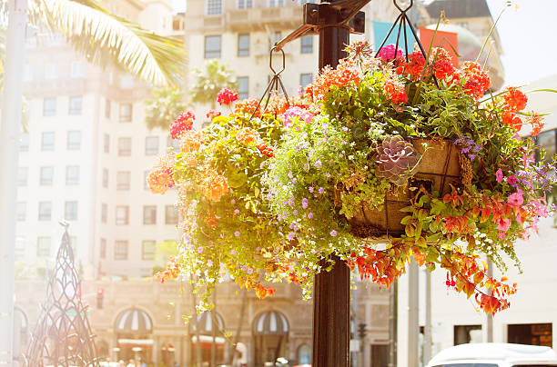 istock Flowers- Rodeo Drive, Beverly Hills 470311564