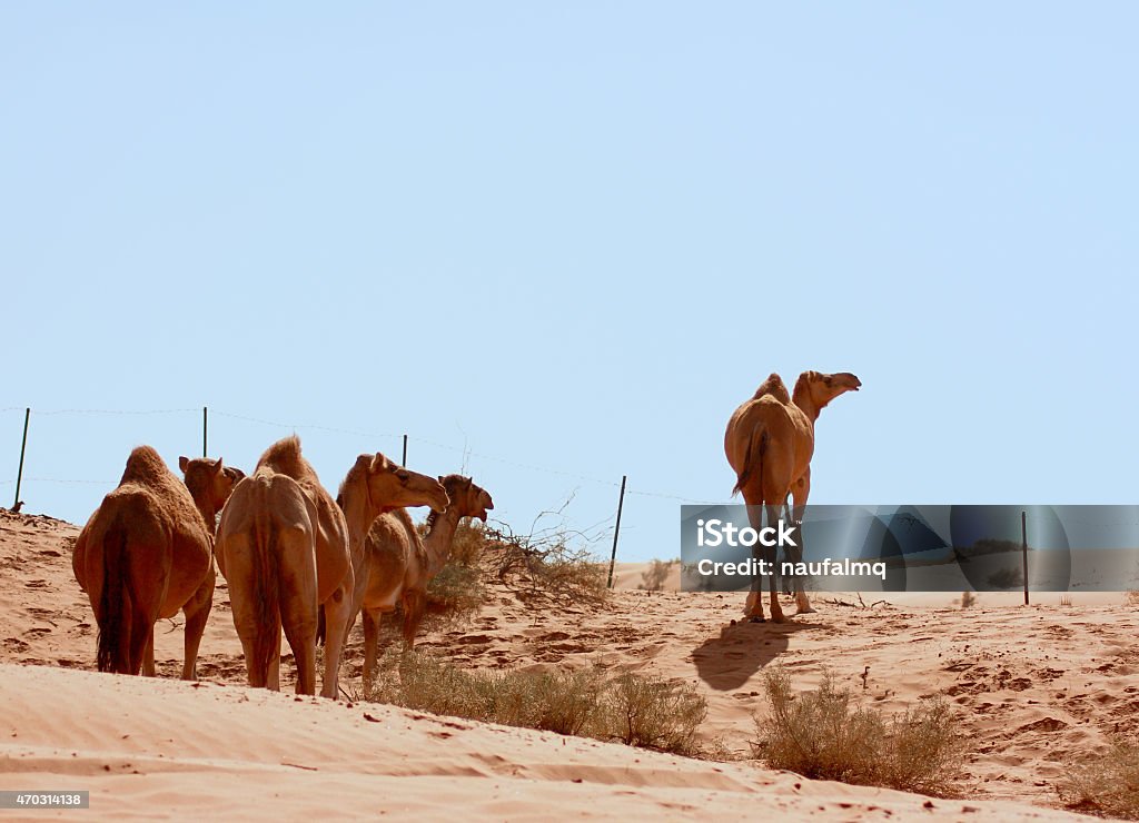 Camels in Dubai desert 2015 Stock Photo