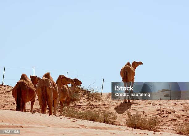 Camels In Dubai Desert Stock Photo - Download Image Now - 2015, Animal, Arid Climate