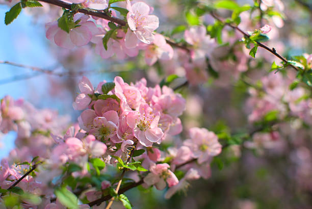 Pretty pink cherry branch stock photo