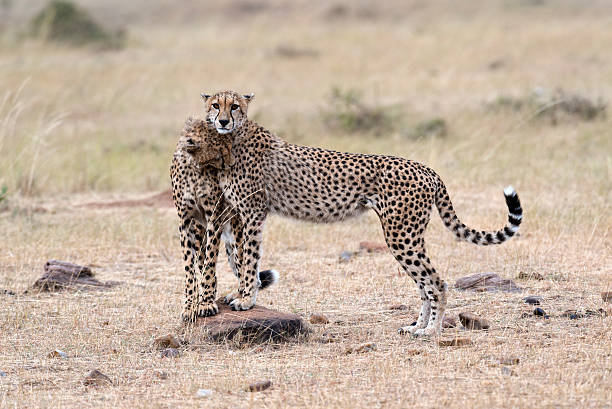 istock Pair of Cheetahs 470316995