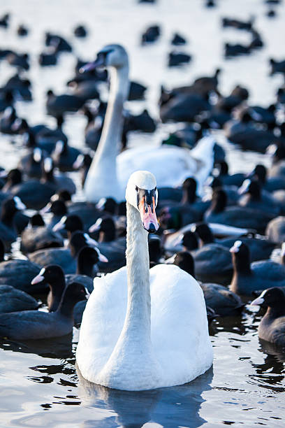 istock Swan floating on the water at winter time. 470317337