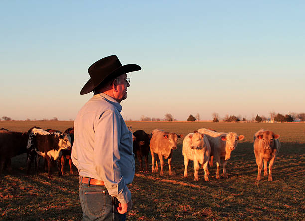 istock A cowboy farmer and rancher herding cattle in a field 470317527