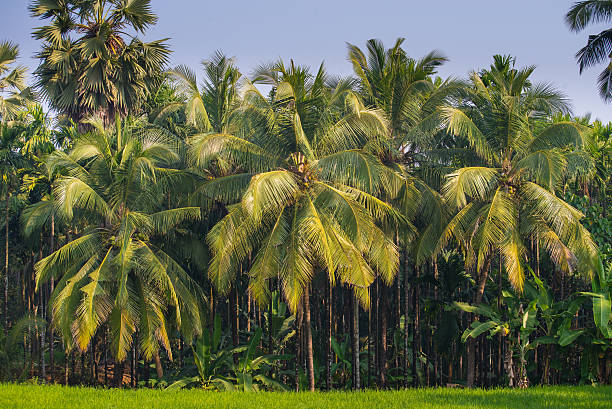 istock Cocunut Trees plantation - Agriculture 470317600