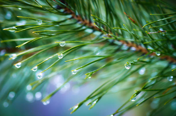 Morning drops