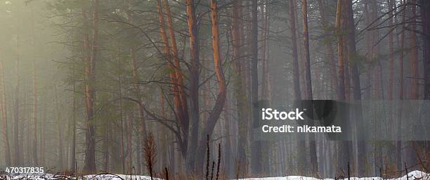 Inverno Mattina In Una Foresta Di Conifere - Fotografie stock e altre immagini di Albero - Albero, Ambientazione esterna, Bianco