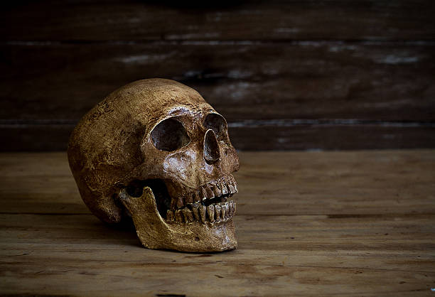 istock Still life.Skull resting on the old wooden floor. 470322334