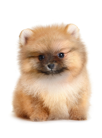 Cute, fluffy, small dog with orange color. Pomeranian breed