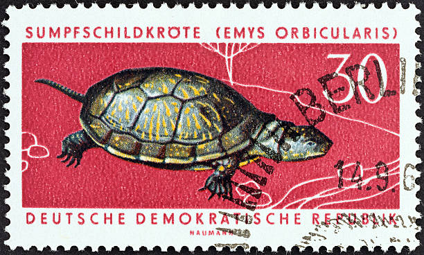 istock German stamp shows European pond tortoise (1963) 470322913