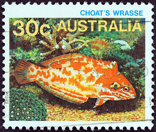 istock Australian stamps shows a Choat's wrasse (1984) 470322997