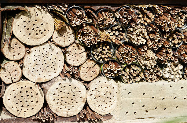 istock hotel insect shelter for wild bees and weps. 470324896