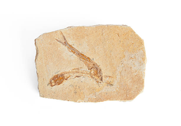 istock two fishes fossil 470325198