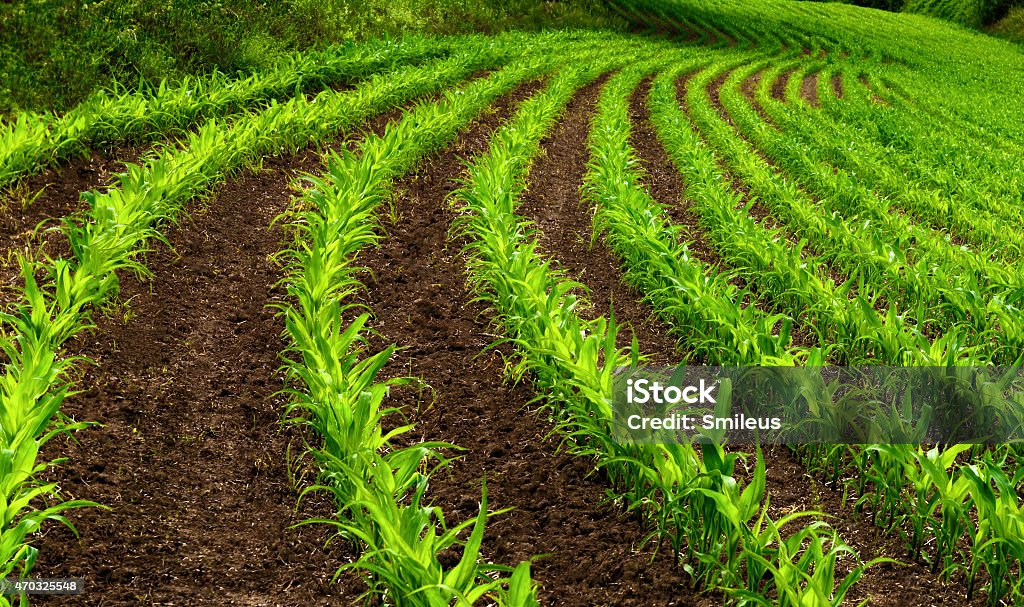 Cortina fileiras de plantas de milho jovem - Foto de stock de 2015 royalty-free