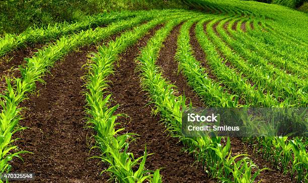 Foto de Cortina Fileiras De Plantas De Milho Jovem e mais fotos de stock de 2015 - 2015, Agricultura, Ajardinado