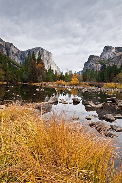 El Capitan and Merced River in the Fall Grasses and Oak Trees growing along the Merced River display their fall colors beneath the towering monolith of El Capitan in Yosemite National Park, California, USA. jeff goulden yosemite national park stock pictures, royalty-free photos & images