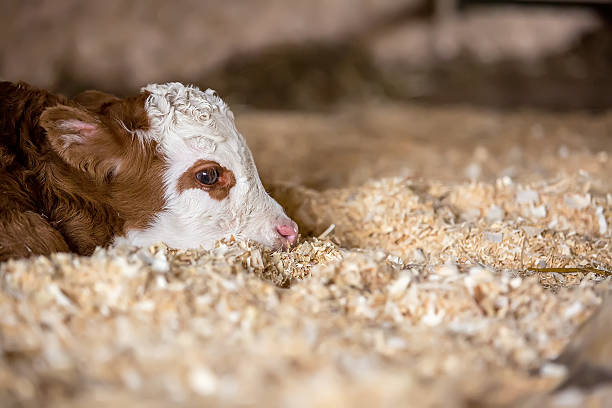 Close-Up of Newborn Calf Laying in Wood Shavings stock photo