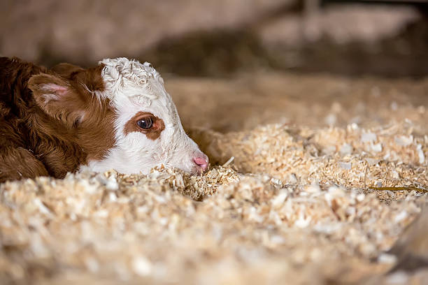 close-up de um recém-nascido panturrilha colocar em lascas de madeira - calf newborn animal cattle farm - fotografias e filmes do acervo