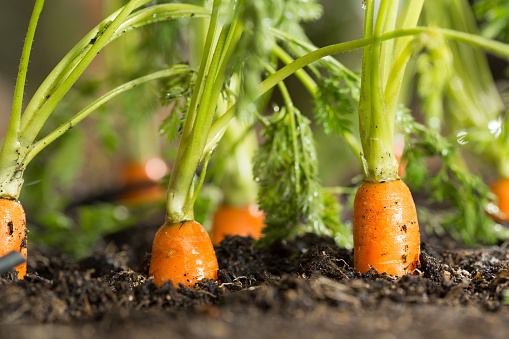 Fresh carrots in her bush about to be harvested