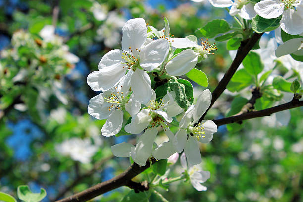 istock Branch of apple blossoms 470330636