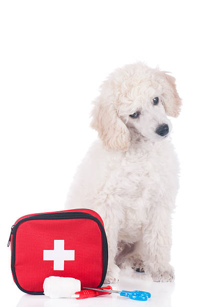 istock Cute white poodle puppy dog with emergency kit 470330882
