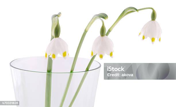 Snowdrops With Clipping Path Stock Photo - Download Image Now - 2015, Blossom, Bouquet