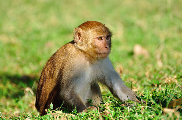 baby monkey. - jim corbett national park 個照片及圖片檔