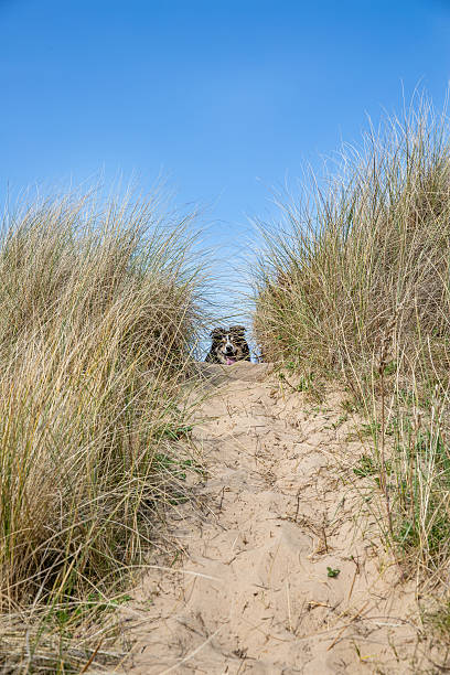 istock Border collie running in sand dunes 470335252