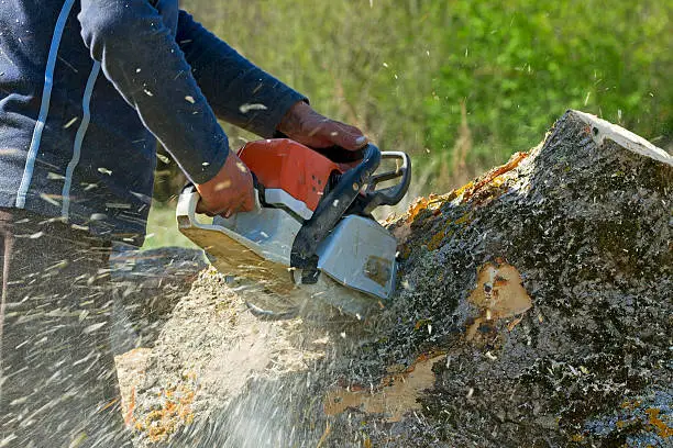 Photo of Man cuts a fallen tree.
