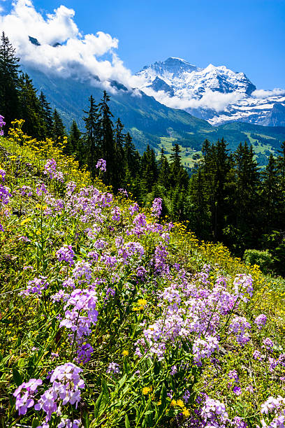 Meadow covered with wildflowers with snowcapped mountains in the background.  The Lauterbrunnen area near Wengen, Switzerland