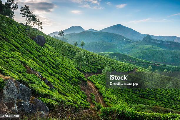 Tea Plantations Stock Photo - Download Image Now - 2015, Agricultural Field, Agriculture